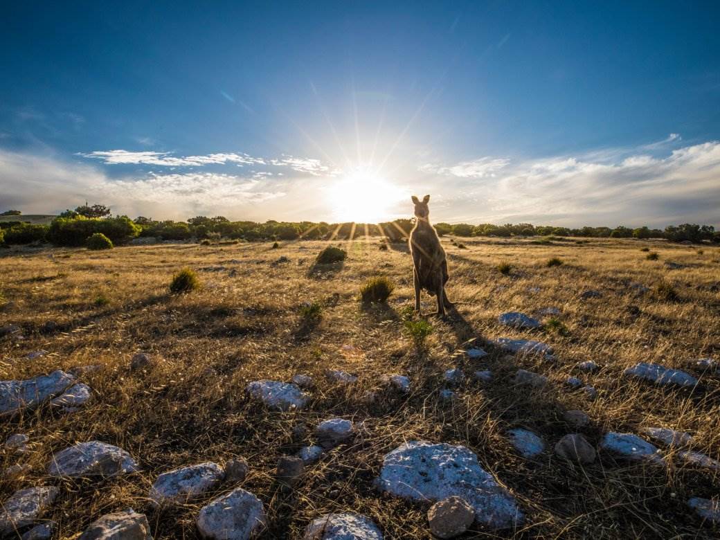  TUŽNO: Opstanak rajskog Ostrva kengura pod znakom pitanja 