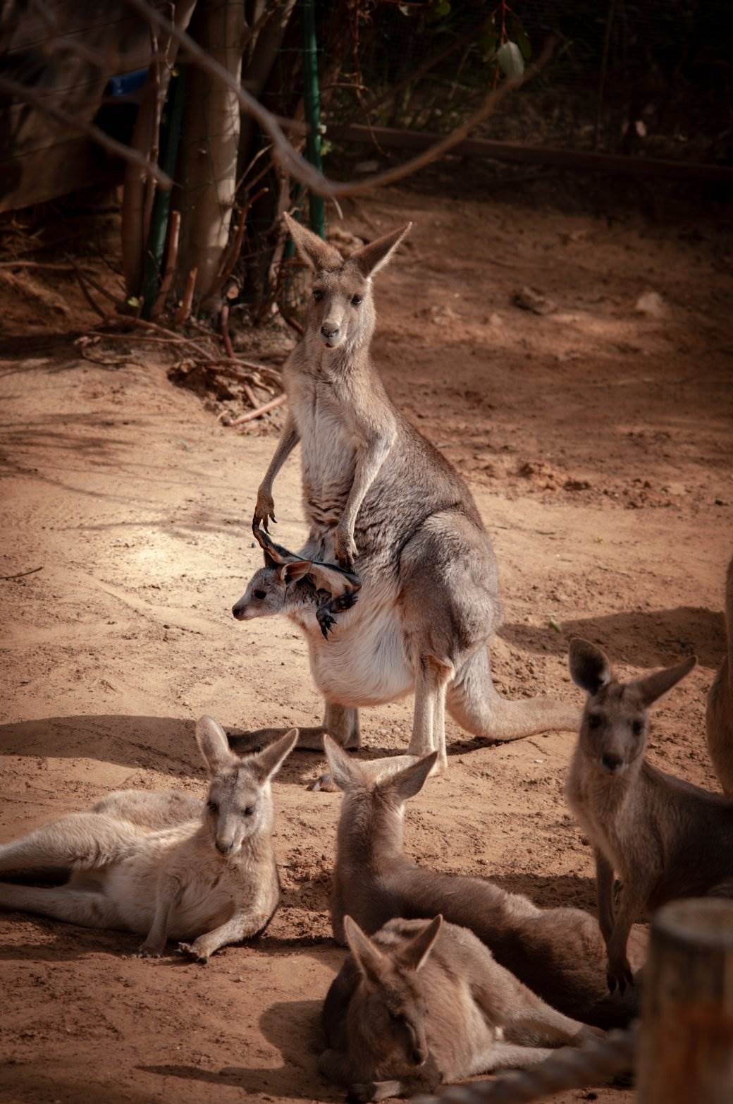  Kengur-lopov u potrazi za najtraženijim artiklom na svetu 