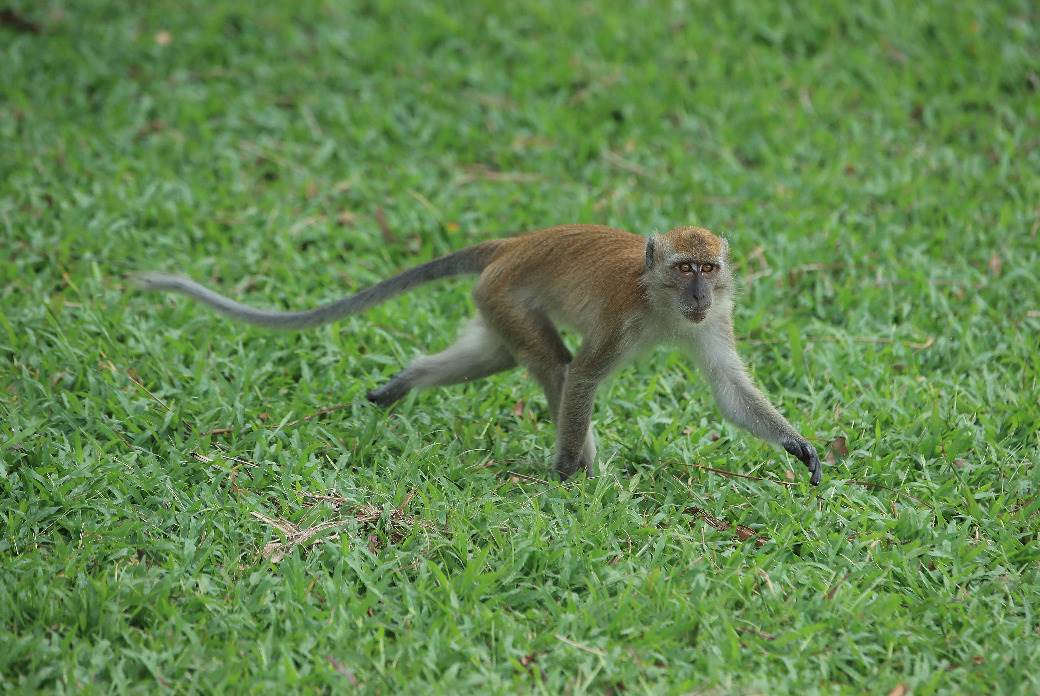  BIZARNO ALI DELUJE: Evo kako u Indiji teraju majmune sa avionske piste 