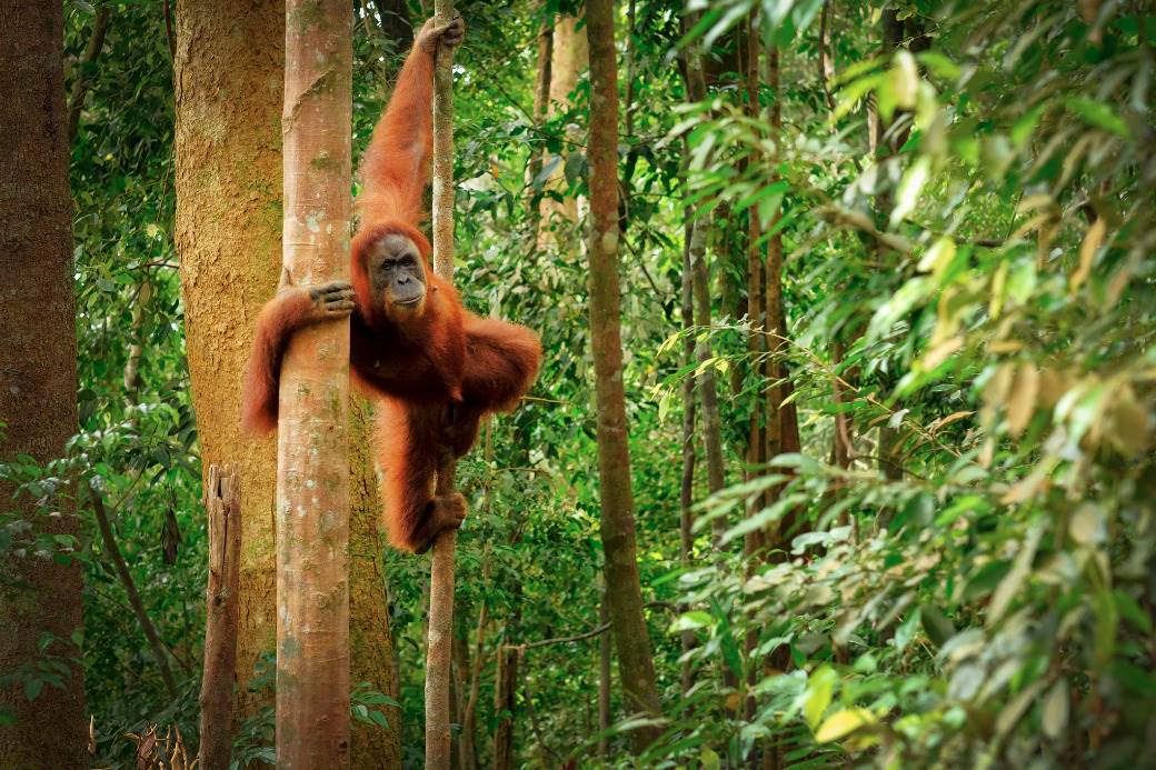  Orangutan-pomogao-covjeku 