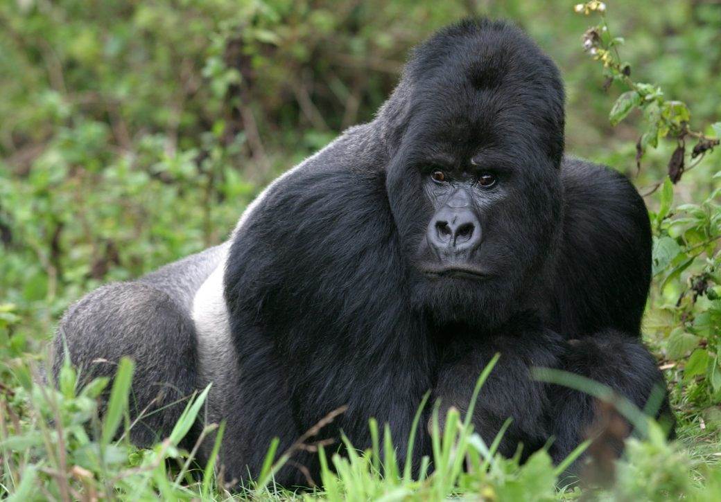  TUGA: Grom ubio četiri ugrožene gorile 