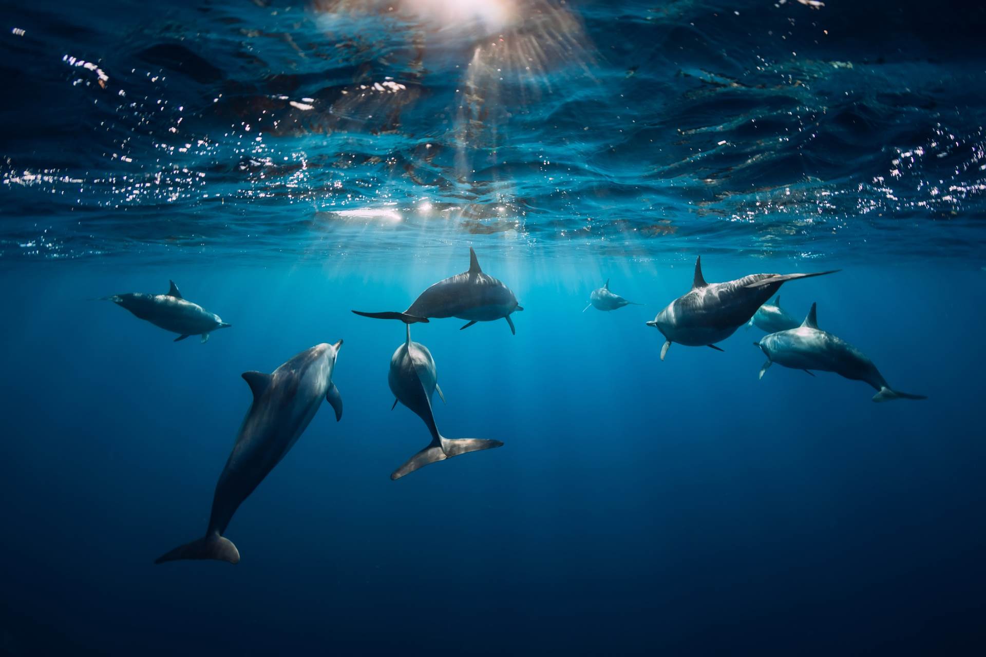  UBIJENI i ZAKLANI delfini: Vlasti nude 20.000 dolara za informaciju 