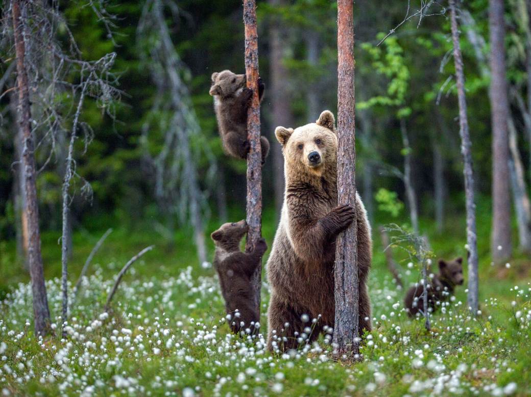  PRESLATKO: Uslikao medvediće kako "plešu"! (FOTO) 
