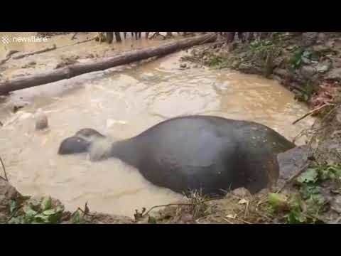  Slon spašen sigurnog davljenja, upao u bunar 