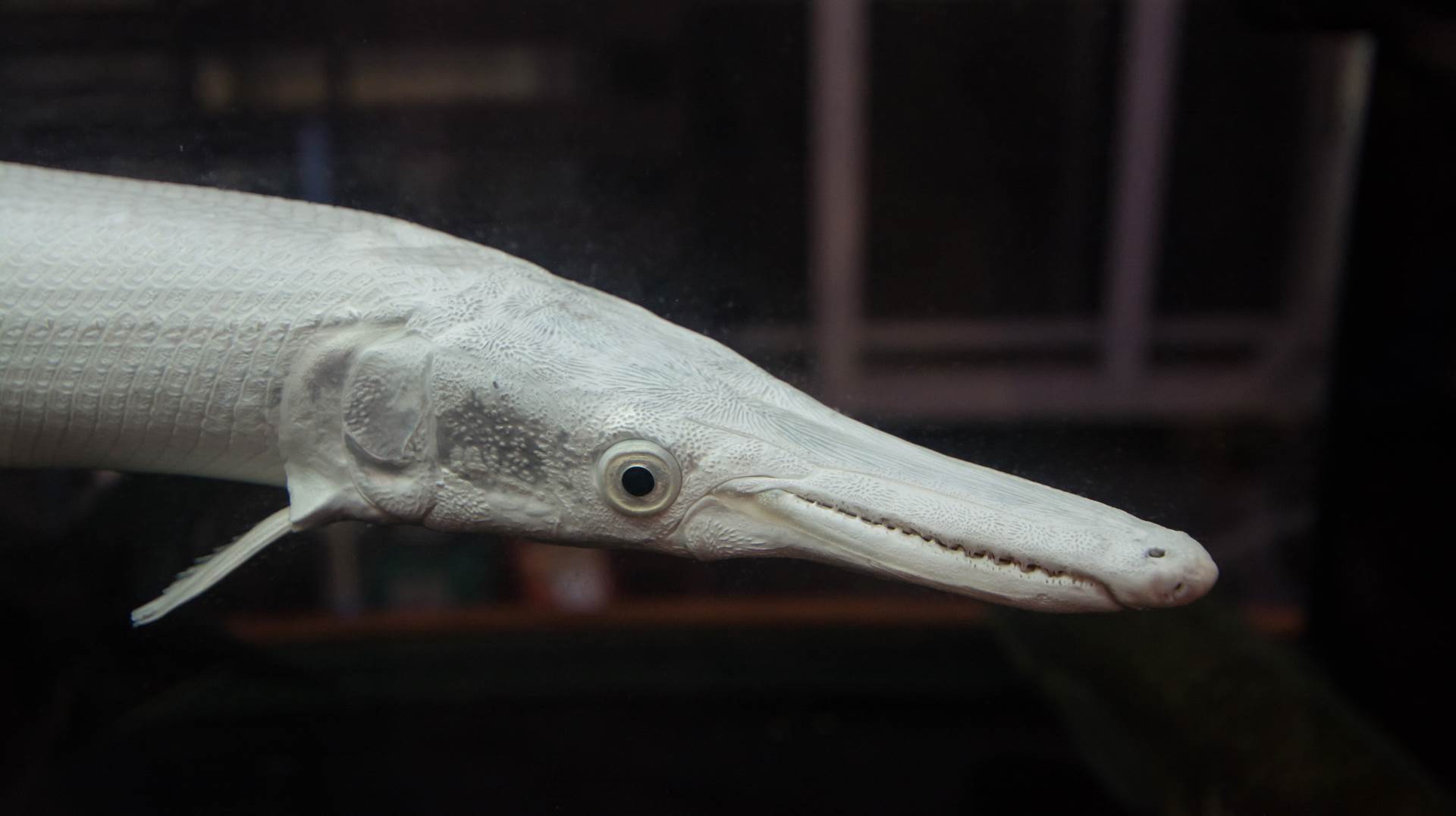  Da li je to riba ili aligator? Bizarno stvorenje viđeno u Velsu 