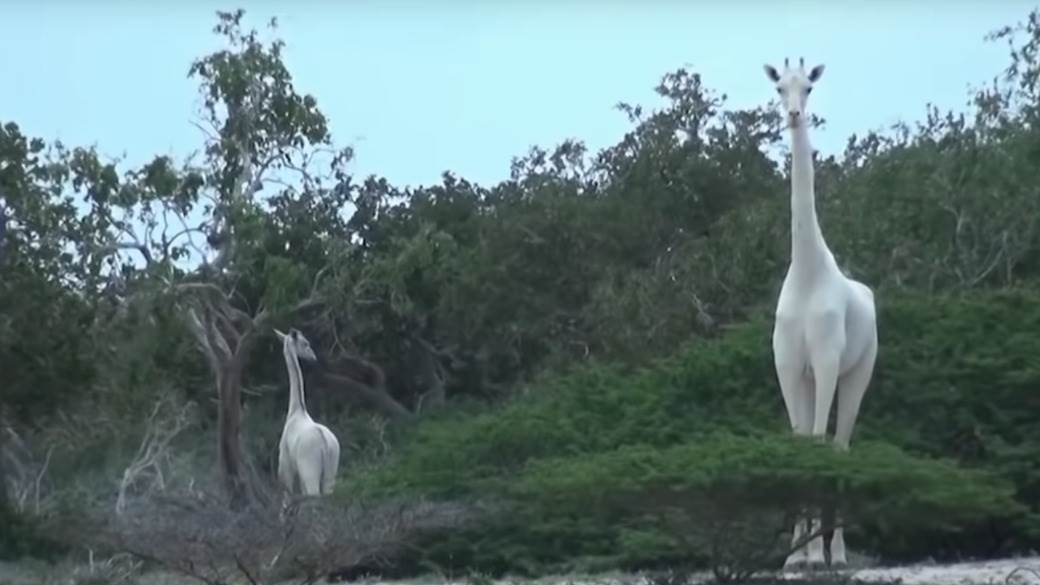  ZLOČIN PROTIV PRIRODE: Ubijena jedina bijela kenijska žirafa i mladunče 