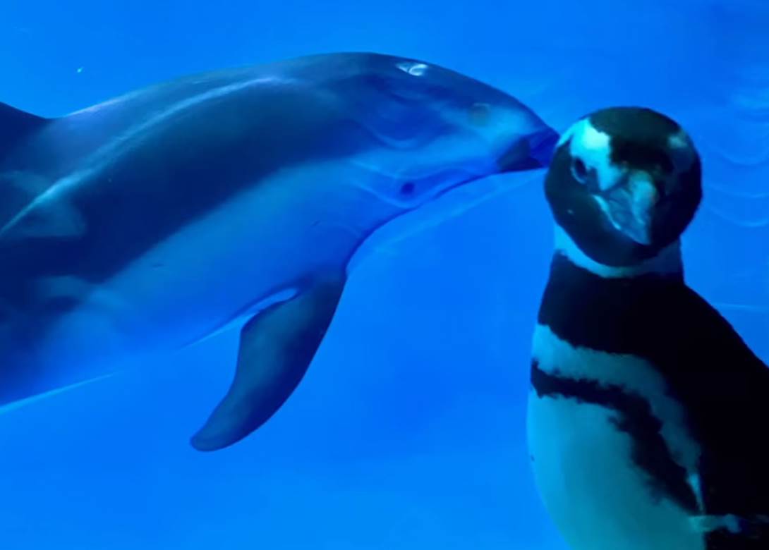  Pingvini-VIDEO-pingvini-setaju-po-akvarijumu 