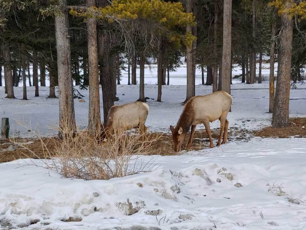  ZA MONDO iz Kanade: Banfom su se nekada šetali ljudi, a sada samo jeleni! 