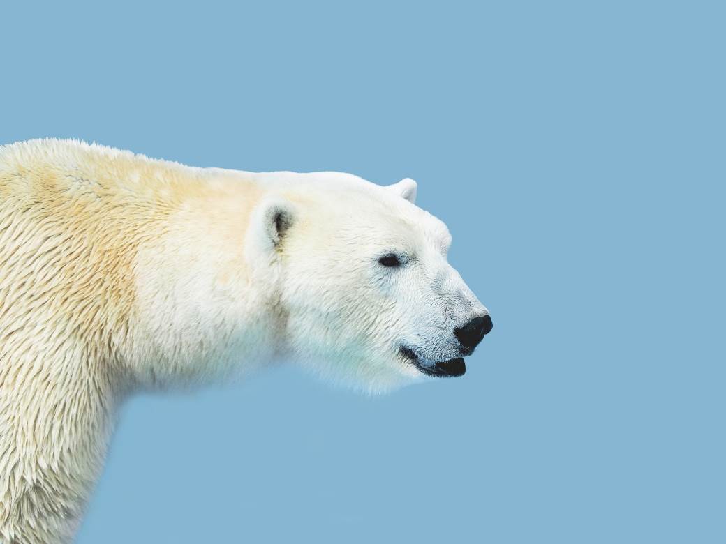  ČOVEK JE ZVER: Polarni medvedi će NESTATI do 2100. godine! 