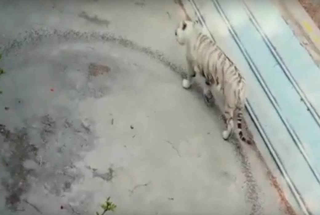  TUŽNO: Snimak iz zoo vrta obišao svet - tigar neprekidno šeta u krug VIDEO 