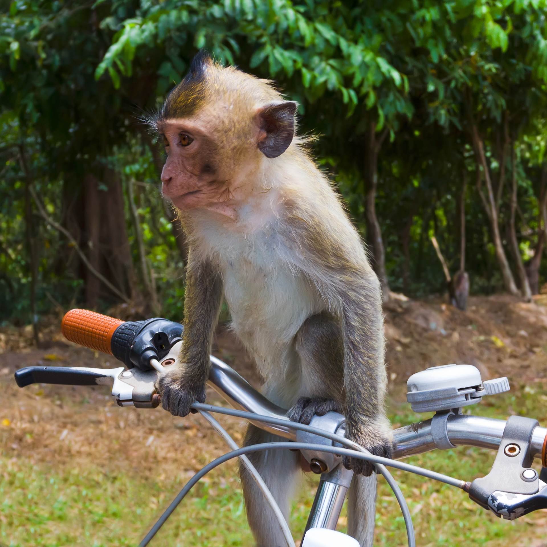  Majmun-na-biciklu-oteo-djevojcicu 