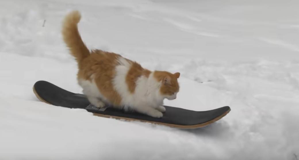  Vožnja koja je osvojila sve: Mačak Tedi borduje po snegu! (VIDEO) 