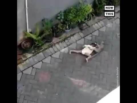  Svi su bili u šoku: Majmun na skuteru pokušao da otme dijete (VIDEO) 