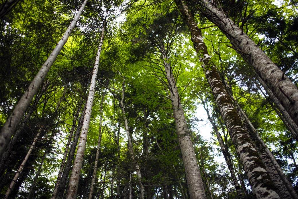  URA: Nova vlast će zaustaviti poharu i devastaciju šuma  