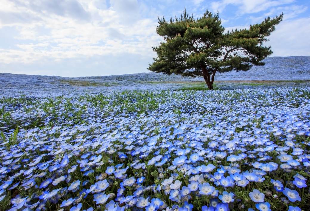  OČARAVAJUĆI PRIZORI: Pogledajte ovu ljepotu u Japanu (FOTO) 
