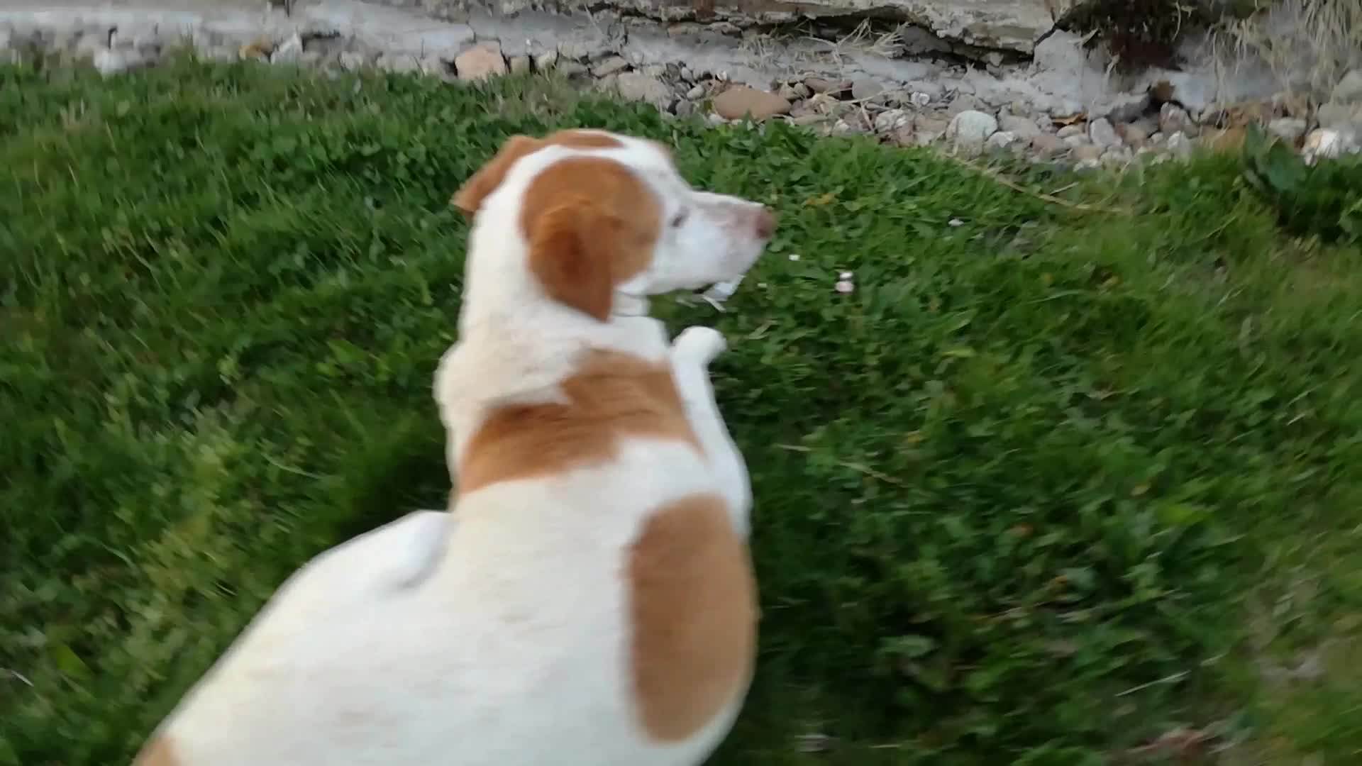  OTKRIVENO kako je dečak (12) povredio psa, oglasili se i vlasnici 