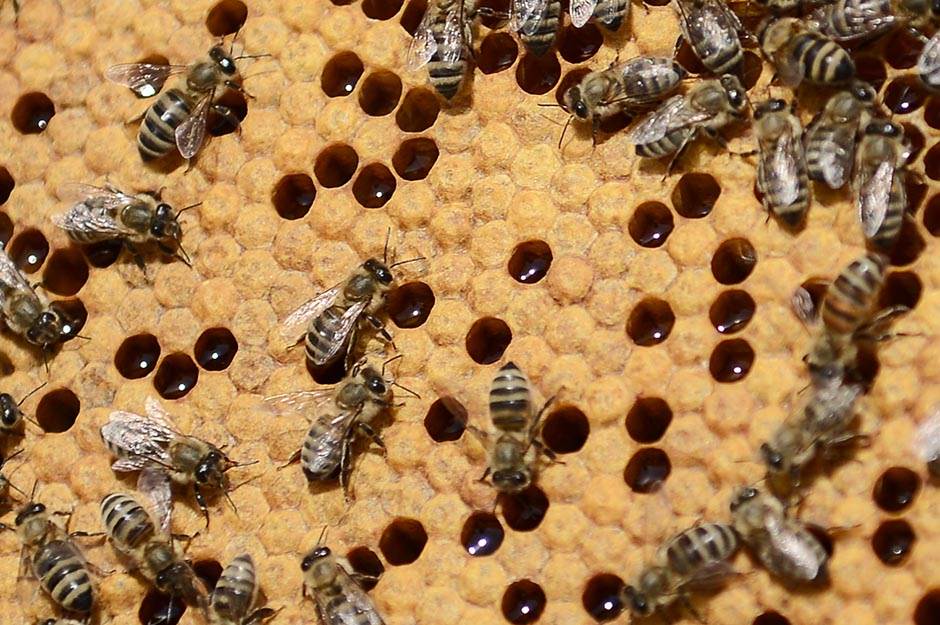  NEZAPAMĆEN POMOR: Na hiljade pčela OTROVANO PESTICIDOM 