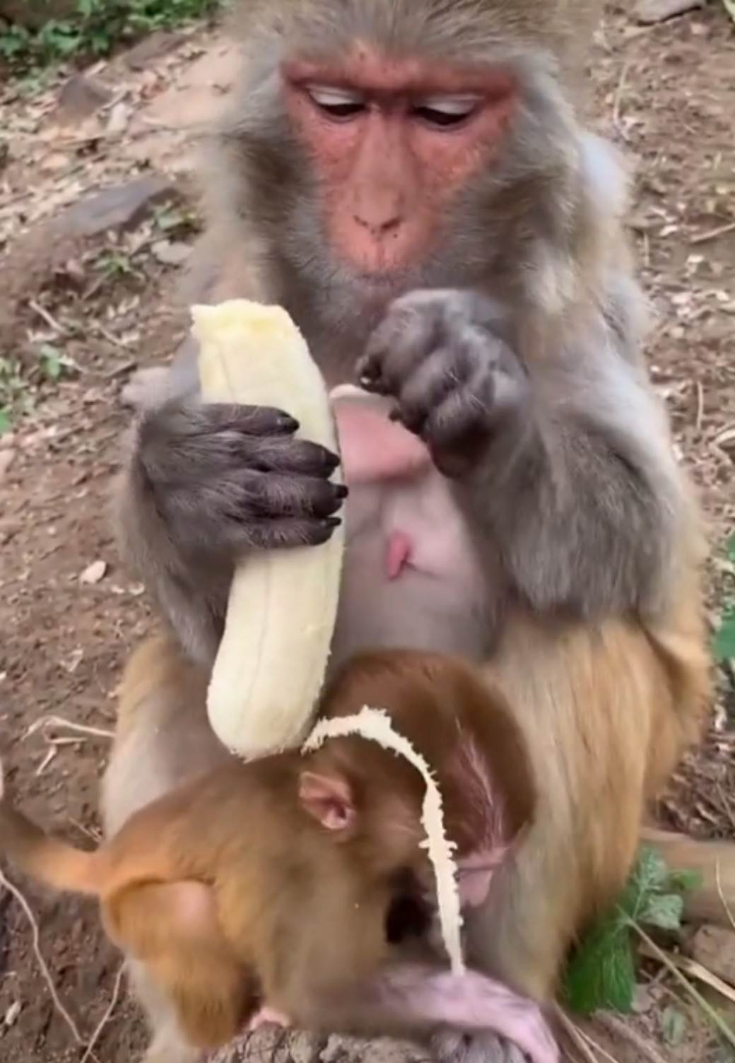 Majmun-ljusti-bananu-TikTok 