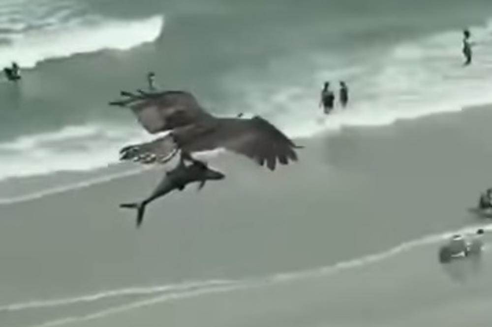  KUPAČI U ŠOKU: Orao zgrabio ajkulu iz okeana i kružio nad prepunom plažom! 