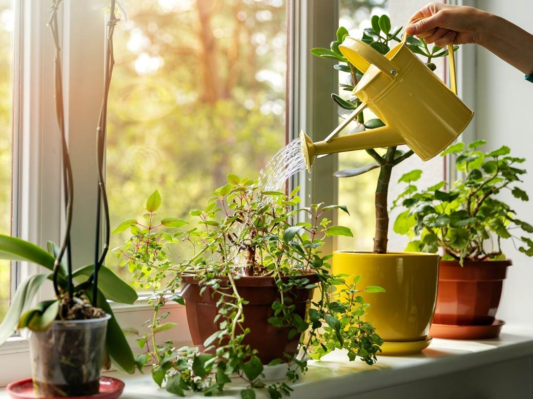 Žena otkrila SJAJAN trik koji će SPASITI vaše sobne biljke! 