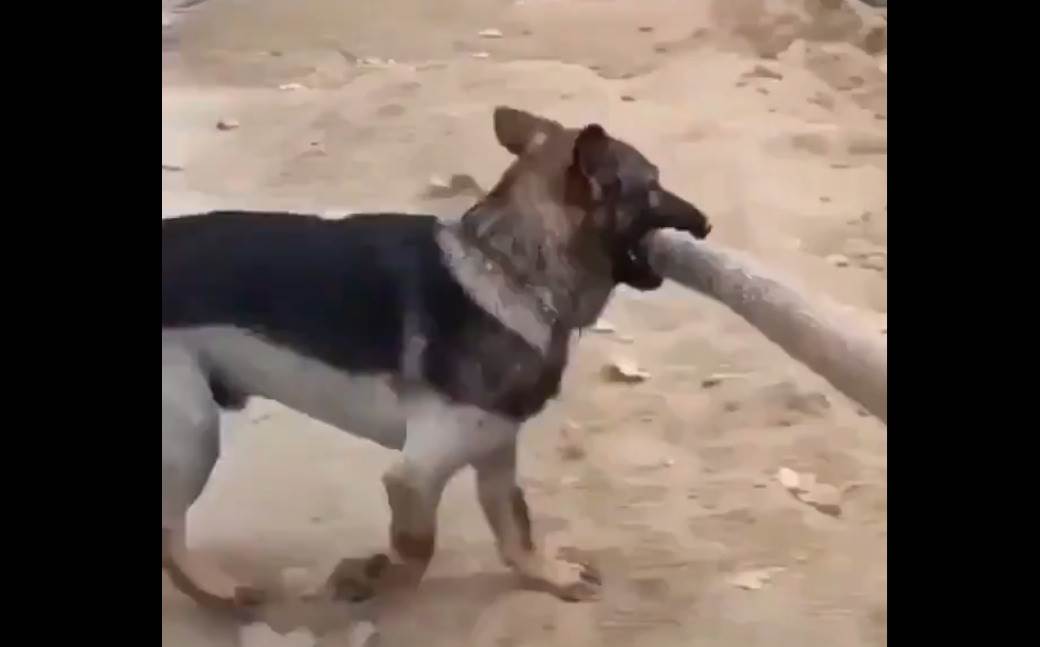  Video koji će vas raznježiti: Šta je uradio pas da pomogne čovjeku 