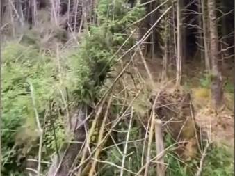  U šumi šetao psa i naišao na ČUDAN PRIZOR, zaledio se od straha (VIDEO) 