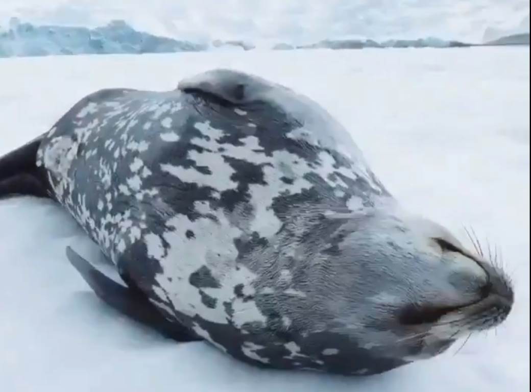  MOŽE LI SLAĐE OD OVOG? Nećete VJEROVATI kakav zvuk prave FOKE U SNU! VIDEO 