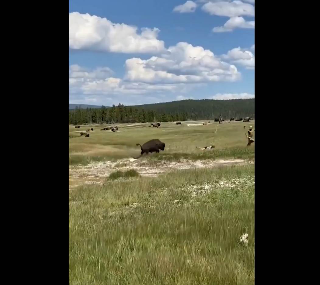  SAD-bizon-napao-zenu-spasila-se-pravila-se-mrtva-video 