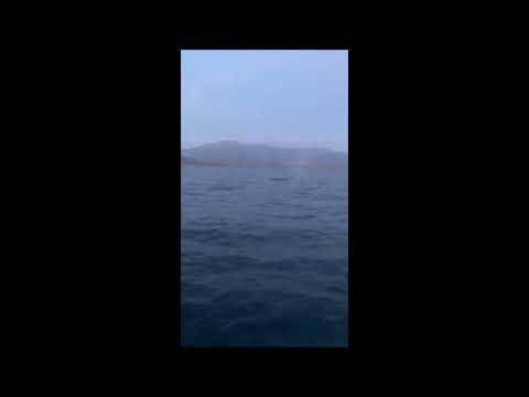  Kit u vodama Crne Gore 