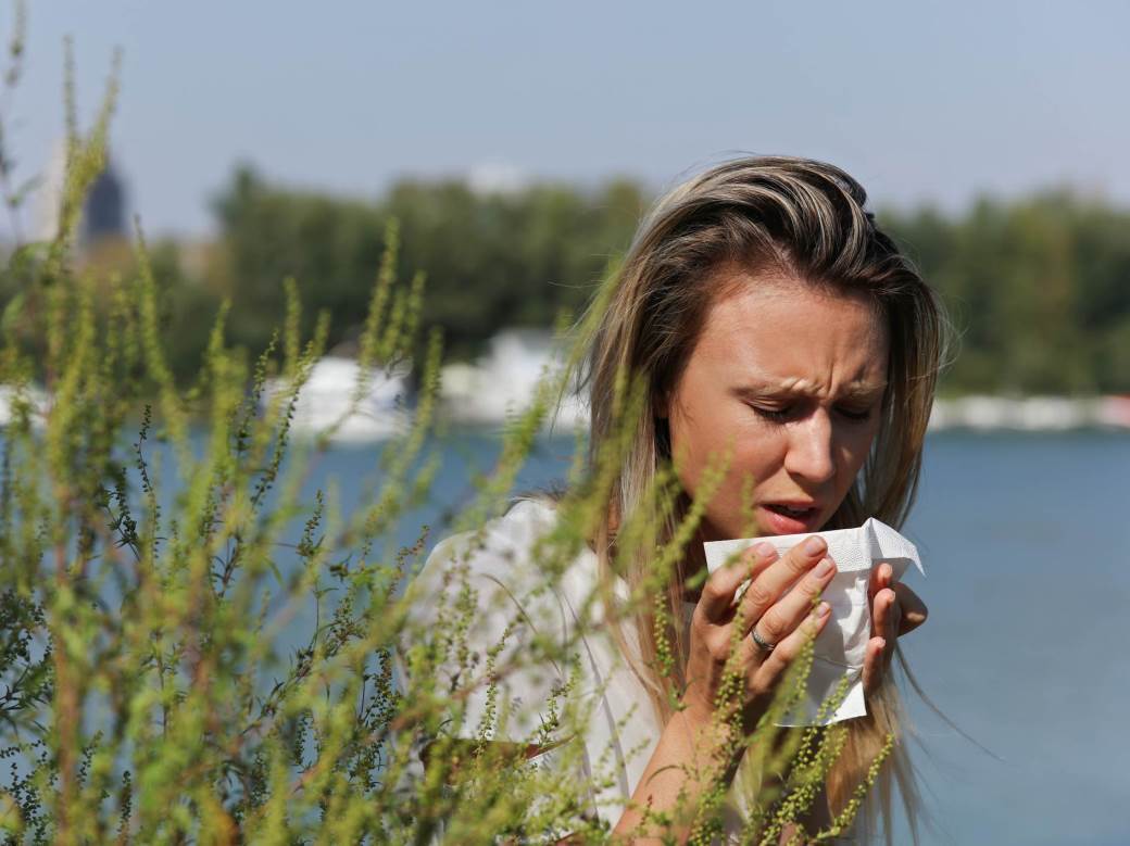  Sve što treba da znate o alergiji na polen AMBROZIJE 