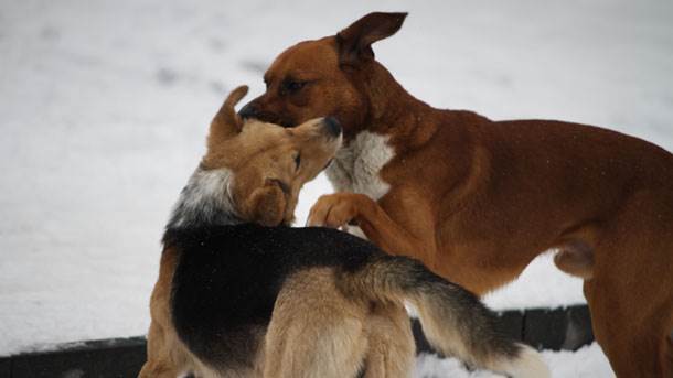  U januaru u napadima pasa povrijeđeno 20 Pljevljaka! 