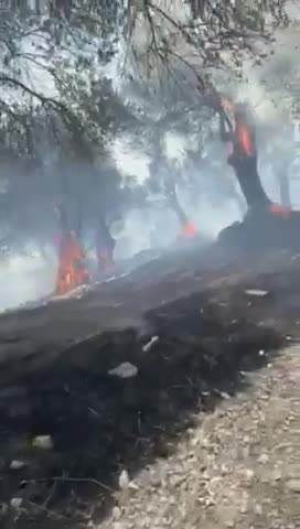  POŽAR U ULCINJU pod kontrolom, izgorele desetine maslina, u gašenju pomagali i građani (VIDEO) 