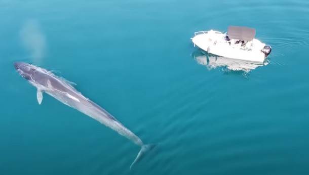  SNIMLJENA JOŠ JEDNA GRDOSIJA NA JADRANU: Istraživači pratili velikog kita i napravili čudesne snimke (VIDEO) 