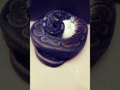  MISTERIJA USAMLJENE ŽENKE PITONA: Izlegla jaja iako nije bila u blizini mužjaka DECENIJAMA! 