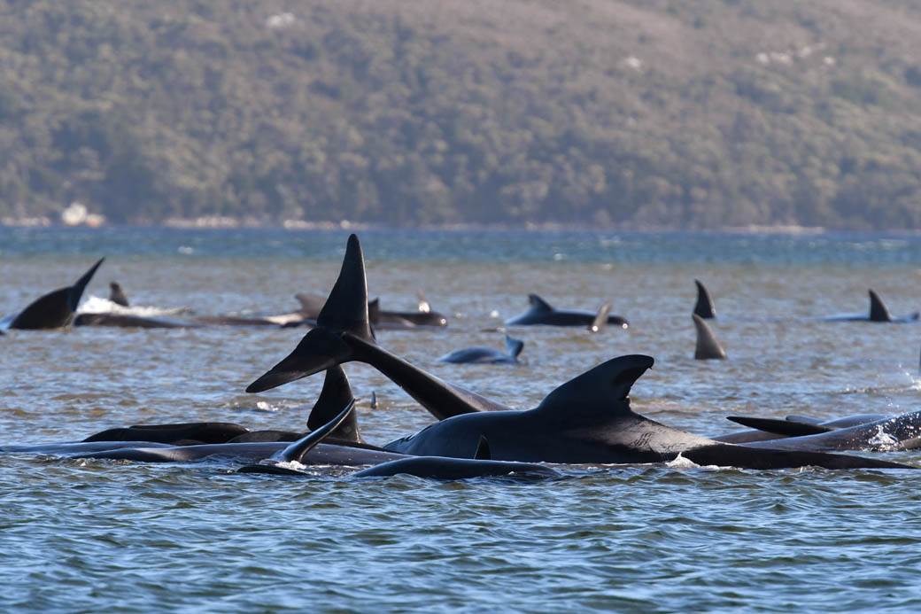 Kitovi-se-nasukali-u-Australiji-uginulo-najmanje-90 