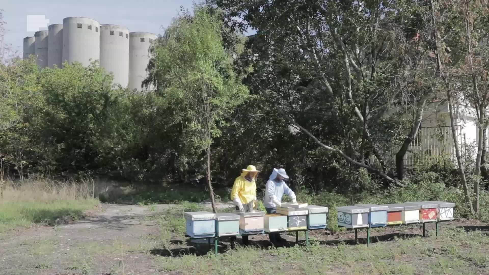  Na žabljaku medvjed demolirao osam pčelinjih košnica 