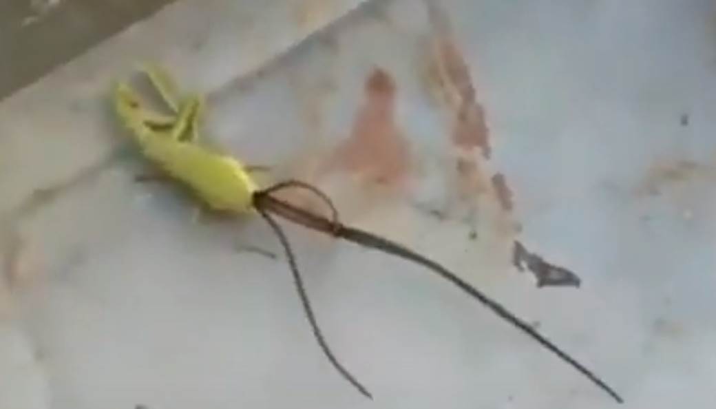  ŠOKANTAN SNIMAK KOJI JE ZGROZIO MNOGE: Iz mrtve životinje izašla životinja! (VIDEO) 