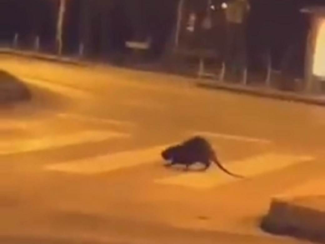  ŠTA JE OVO USRED ZAGREBA?! Neobična životInja snimljena tokom noći, mirno prelazi ulicu na PEŠAČKOM prelazu (VIDEO) 