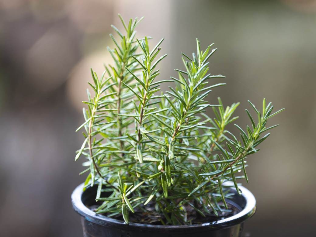  TRIKOVI ZA BOLJU KONCENTRACIJU 