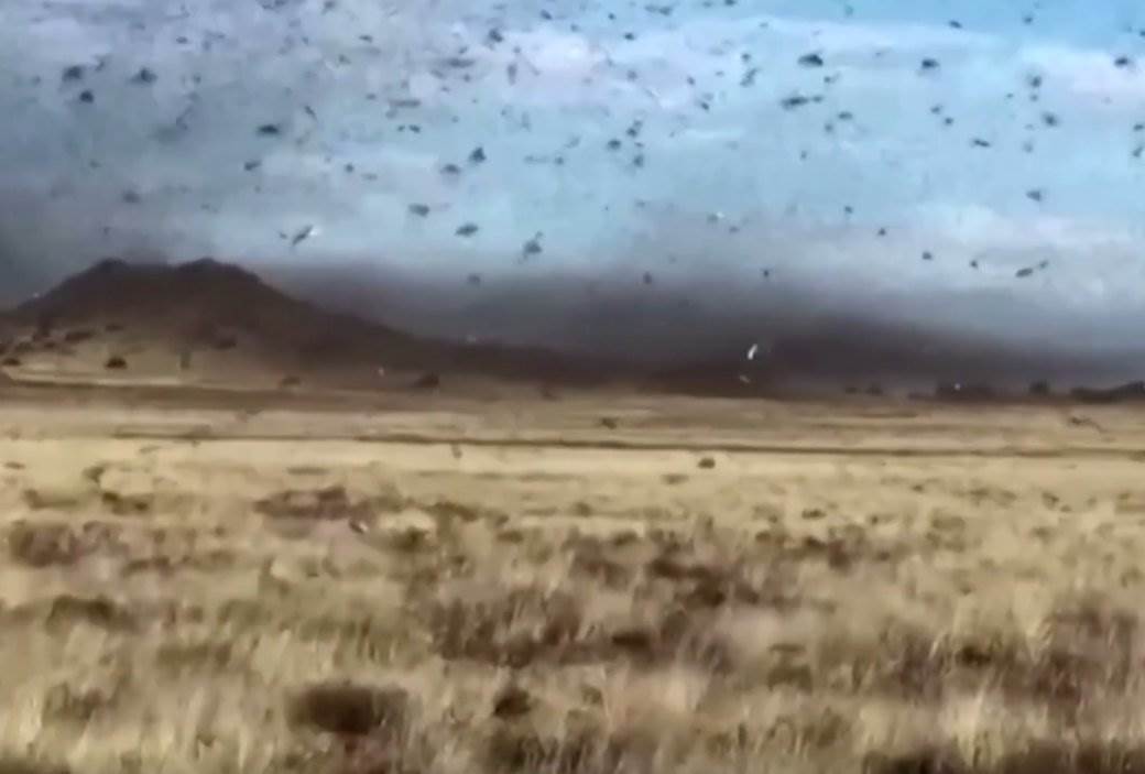  klimatske-promene-afrika-skakavci-najezda 