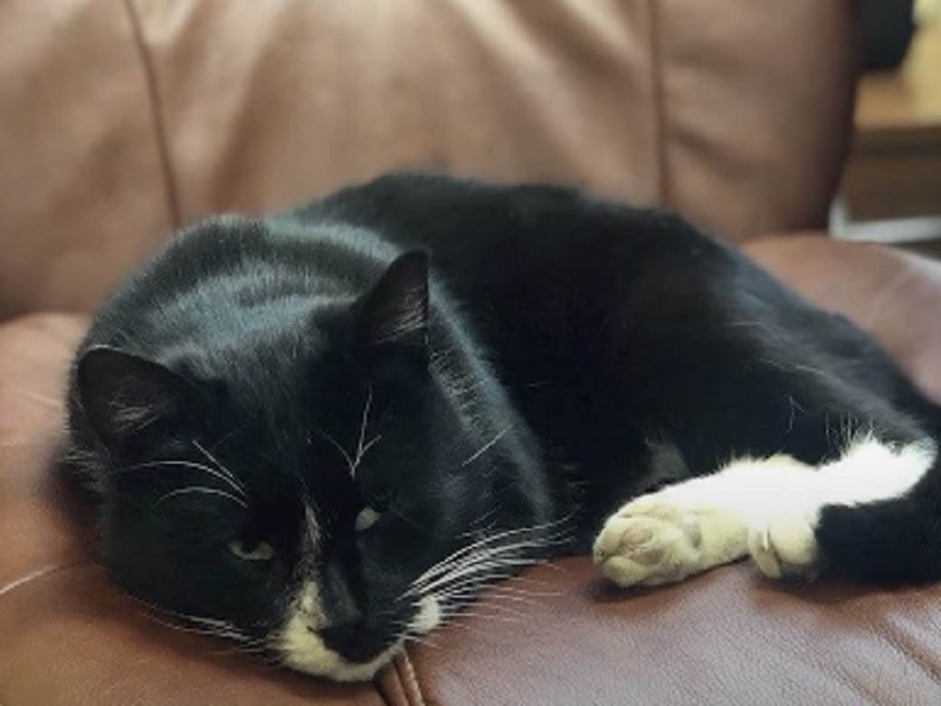  MAČAK POSTAO ZAMENIK MINISTRA: Spasen iz smeća pukom srećom, sad mu cela Rusija bira ime 