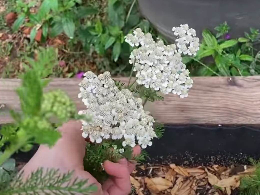  PRIRODNI LEKOVI ZA PRITISAK I POVIŠEN HOLESTEROL 