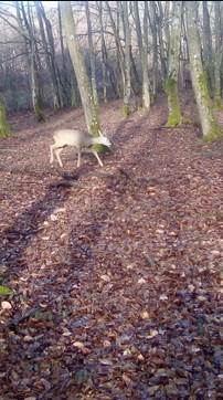  uginula srna iz kanjona morace 