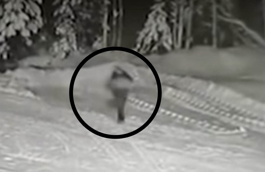  NEVEROVATNA PRIČA STIŽE IZ RUSIJE: Hrabri "džek rasel" spasao dečaka od podivljale zveri, dao je život za njega! (VIDEO) 