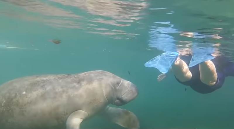  NEKO JE SNIMIO ZAŠTIĆENU MORSKU KRAVU: Urezani natpis na njoj šokirao je Ameriku! (FOTO/VIDEO) 