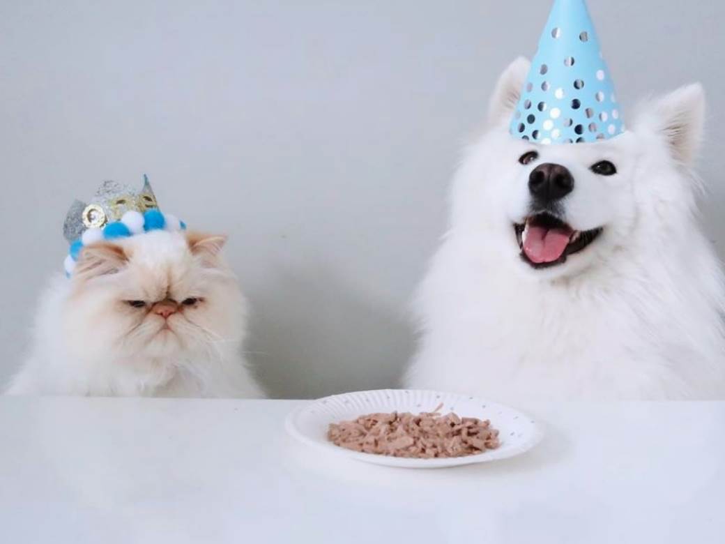  /instagram-macka-i-pas-fotografije-video 