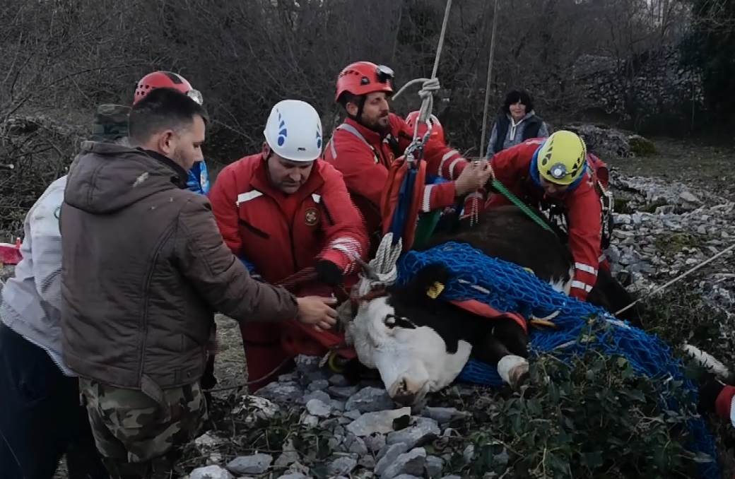  /spasavanje-krave-snimak-hrvatska 