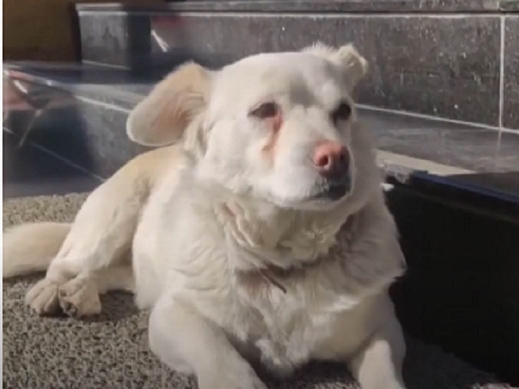  PRIZOR KOJI SLAMA SRCA: Danima je čekala vlasnika ispred bolnice, imala je poseban ritual (VIDEO) 