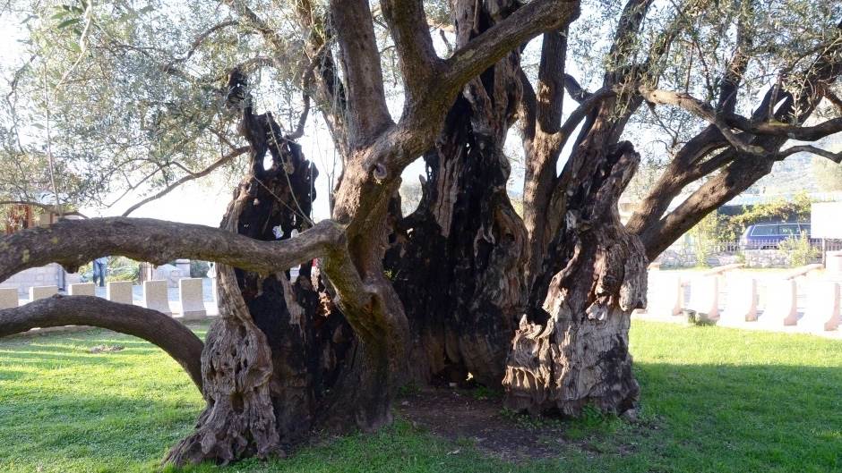  Stara barska maslina najstarije drvo na planeti! 