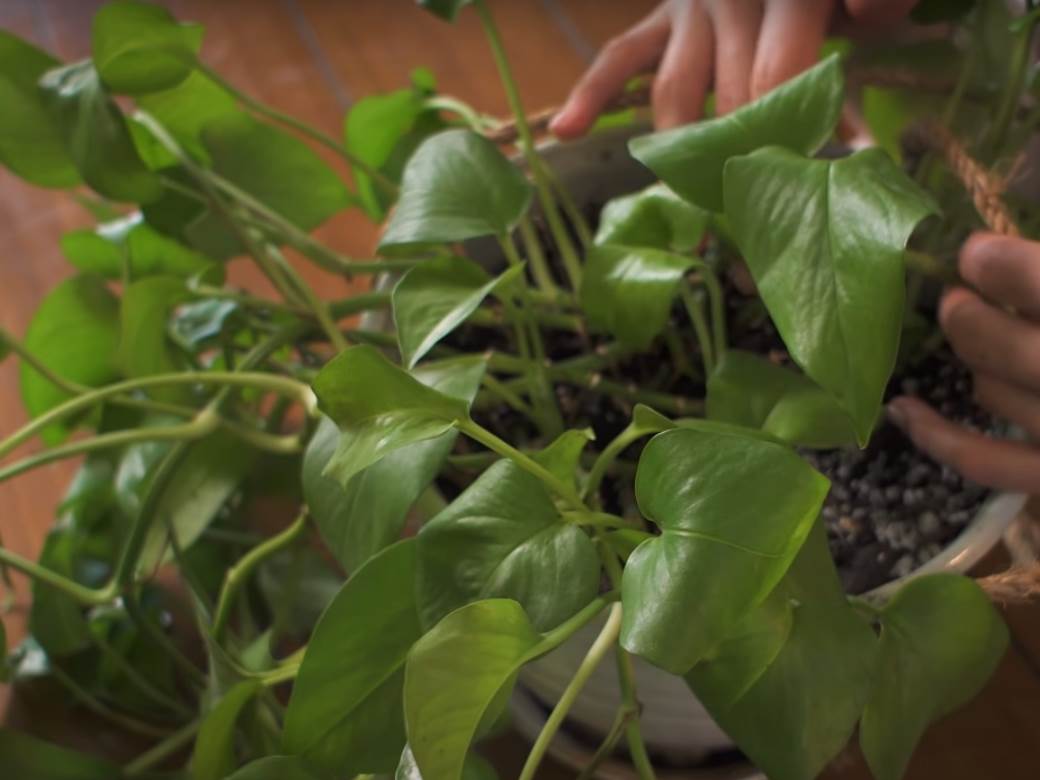  BILJKA KOJA PRIVLAČI BOGATSTVO, A IMA JE U SVAKOJ CVEĆARI: Najvažnije je gde vam stoji u stanu, dva mesta izbegavajte! 